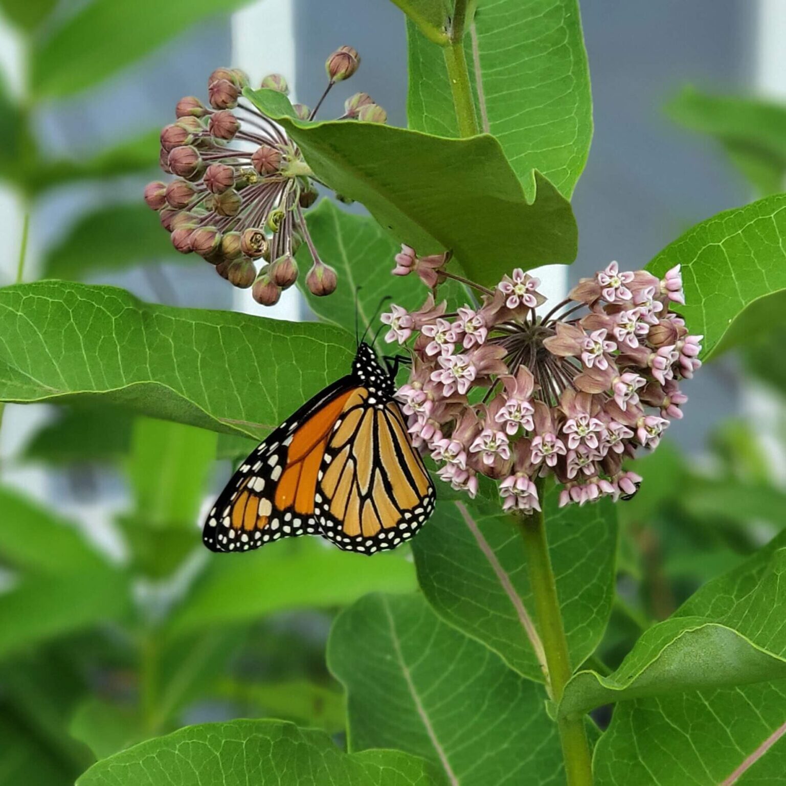 Paris, ME Butterfly Paris, ME