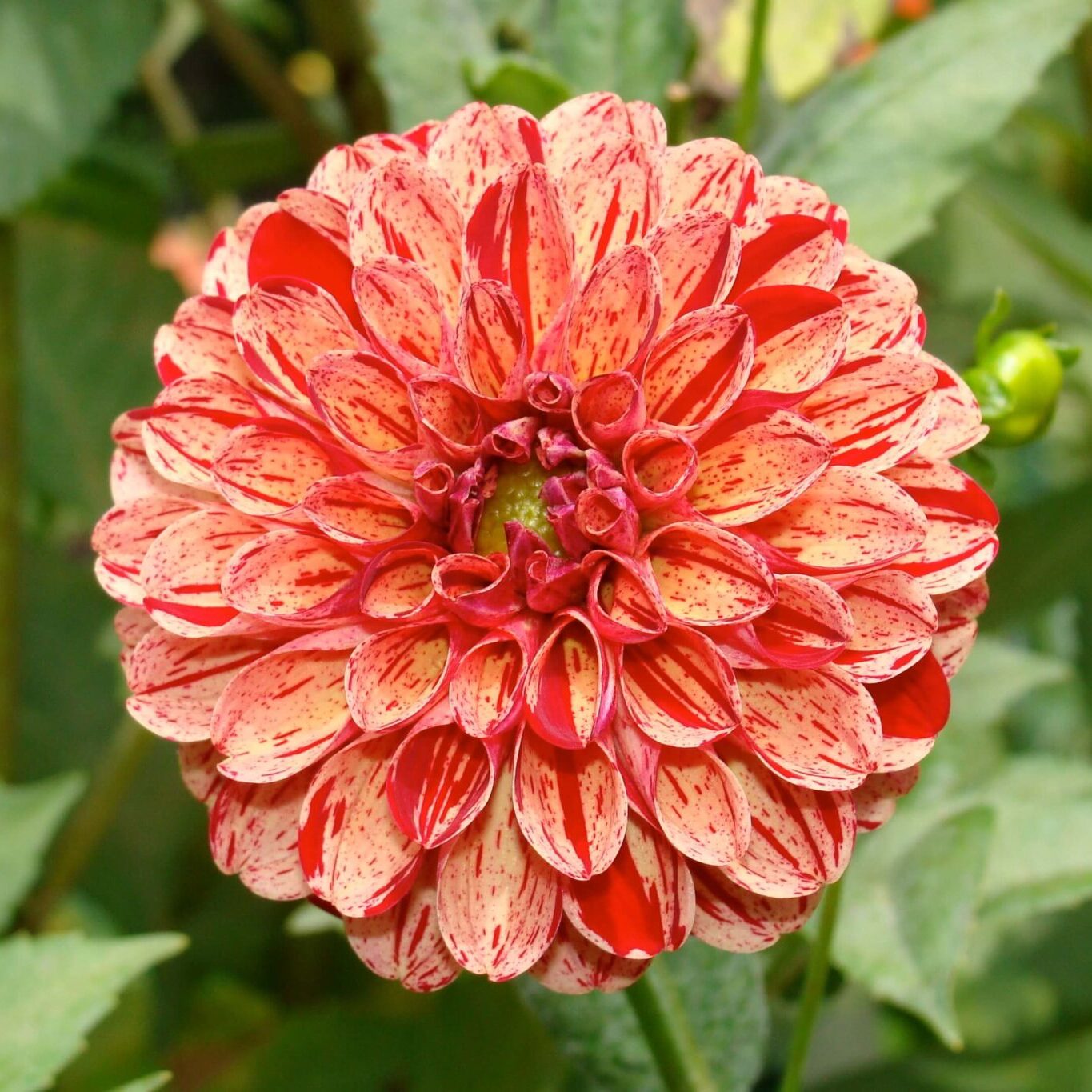 Portland, ME Portland, ME Orange Pink Flower